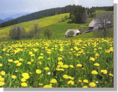 Frhjahr in Schnwald